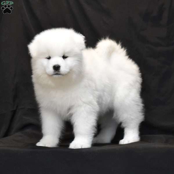 Skye, Samoyed Puppy